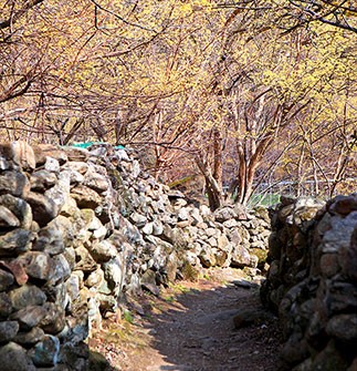 산수유꽃축제