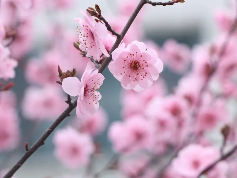 인천대공원 벚꽃 축제 입장료와 일정 주차장 필수확인