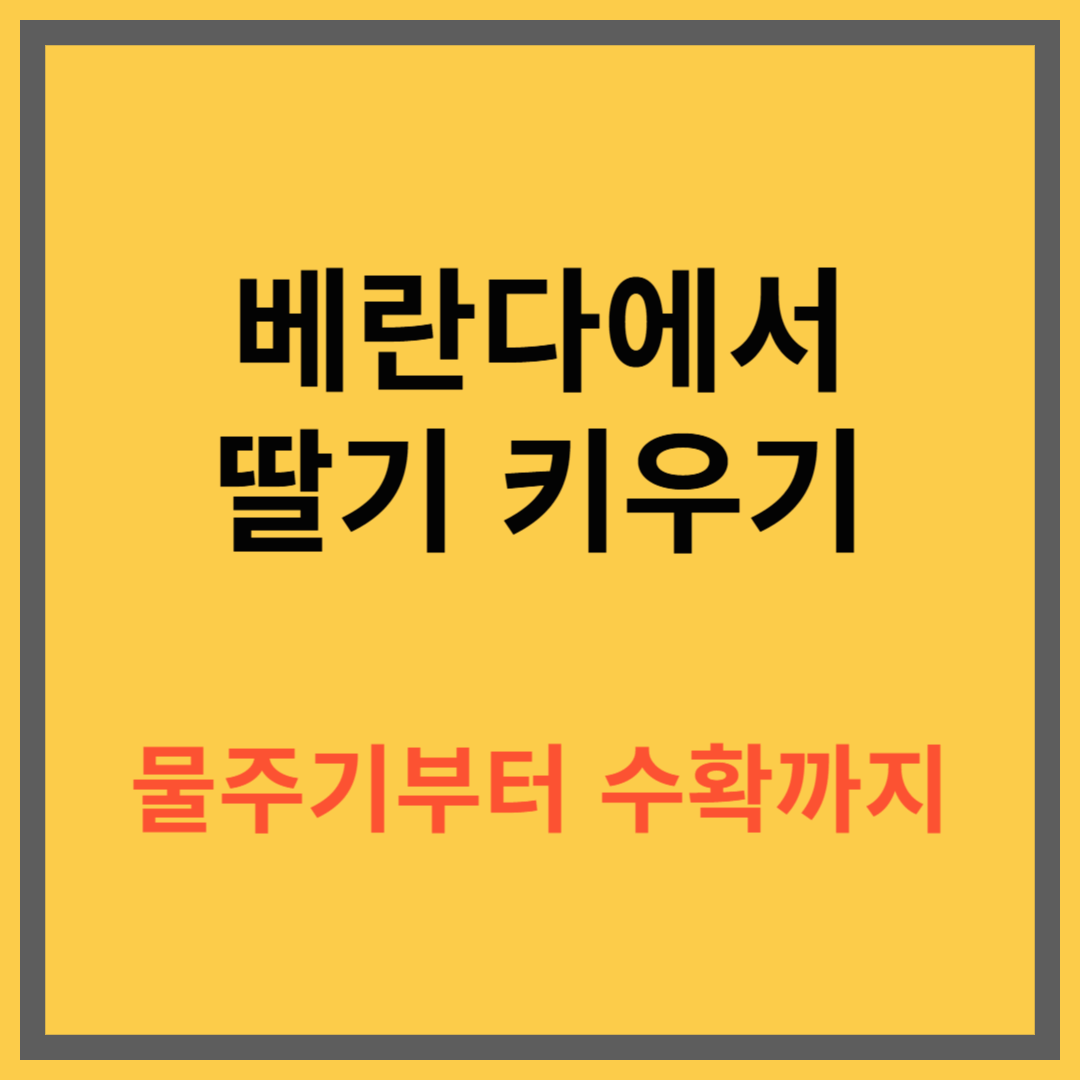 베란다에서 딸기 키우는 방법, 초보자를 위한 화분 재배 가이드