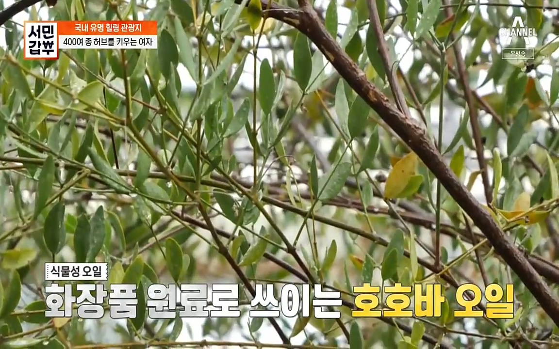 서민 갑부.E380.220424p-NEXT.mp4_20220424_182257.628.jpg