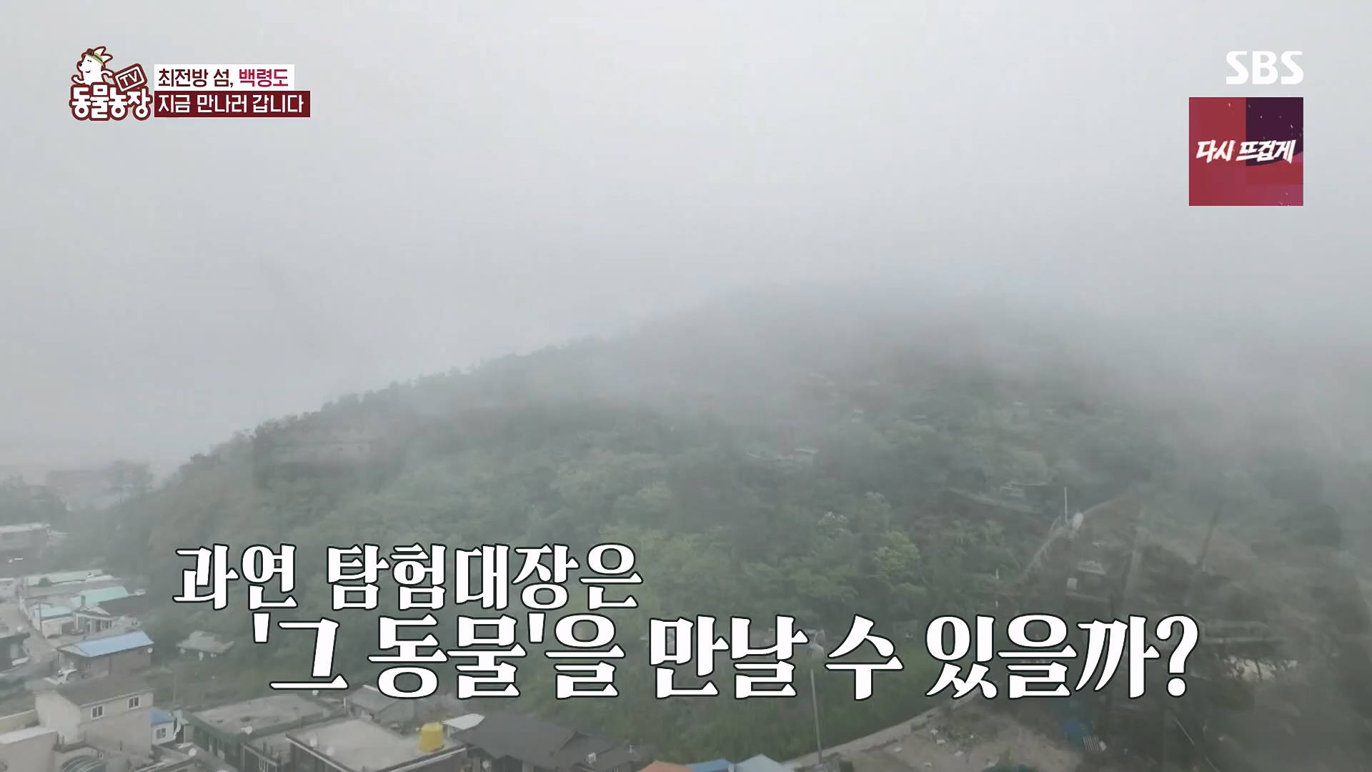 TV 동물농장.E1182.240728p.H264-F1RST.mp4_20240728_152544.164.jpg