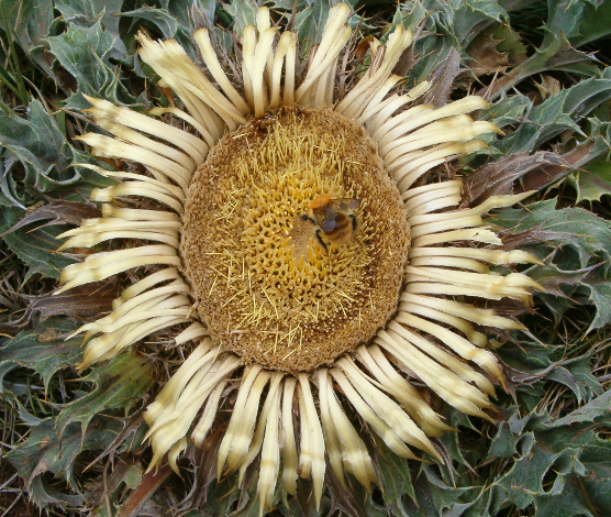  칼리나 (Carlina) 효능 부작용 알고 가세요