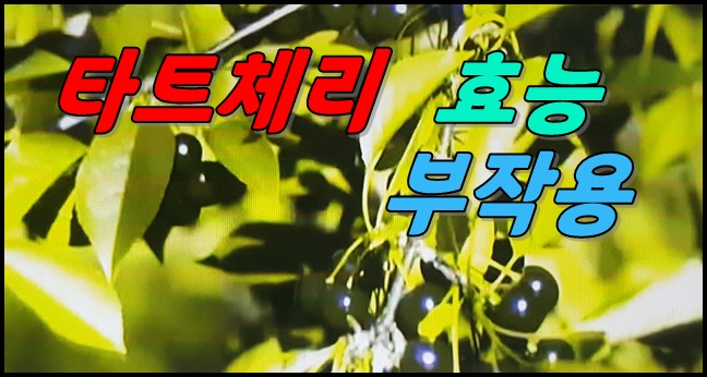  타트체리 효능 부작용 일반체리와 차이