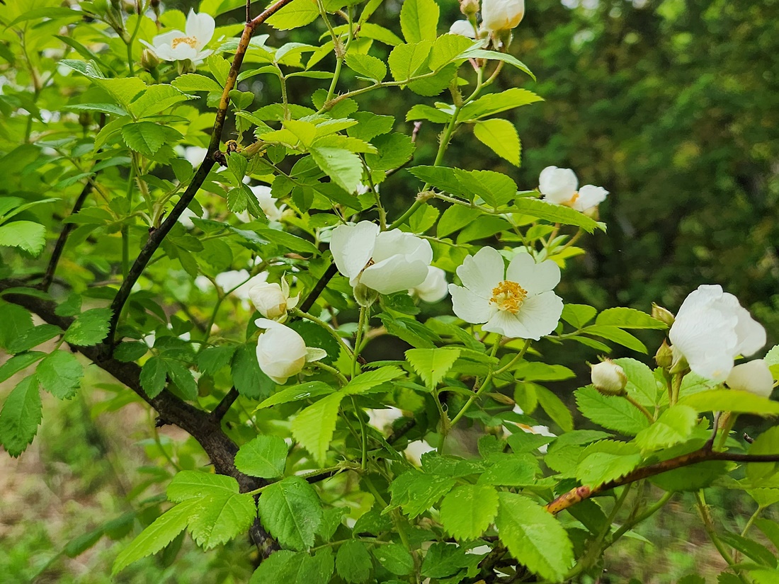 찔레꽃