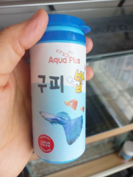 [반려생물] 인디언 복어 키우기 (ft. 복어 먹이)