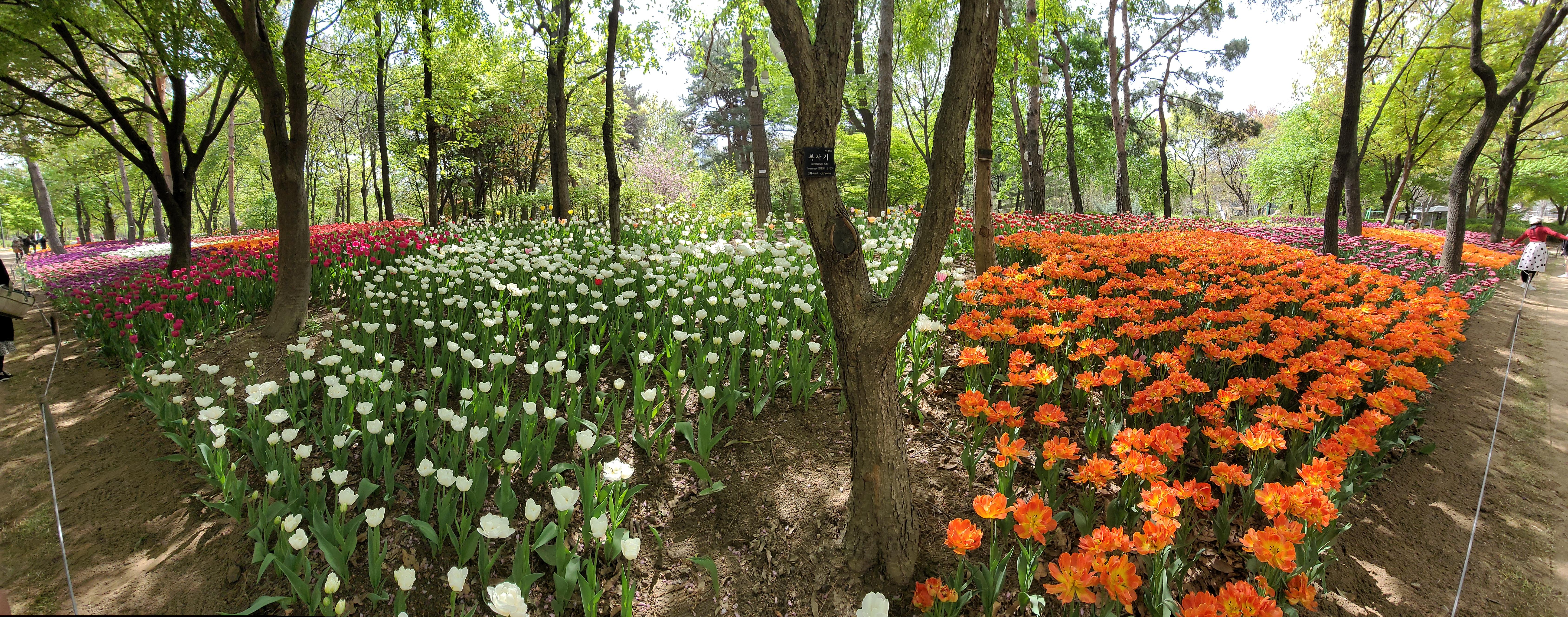 벚꽃 뒤의 튤립, 서울 성수동 튤립명소 '서울숲' 27