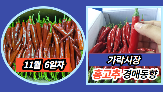  [경매사 일일보고] 11월 6일자 가락시장 홍고추 경매동향을 살펴보겠습니다!