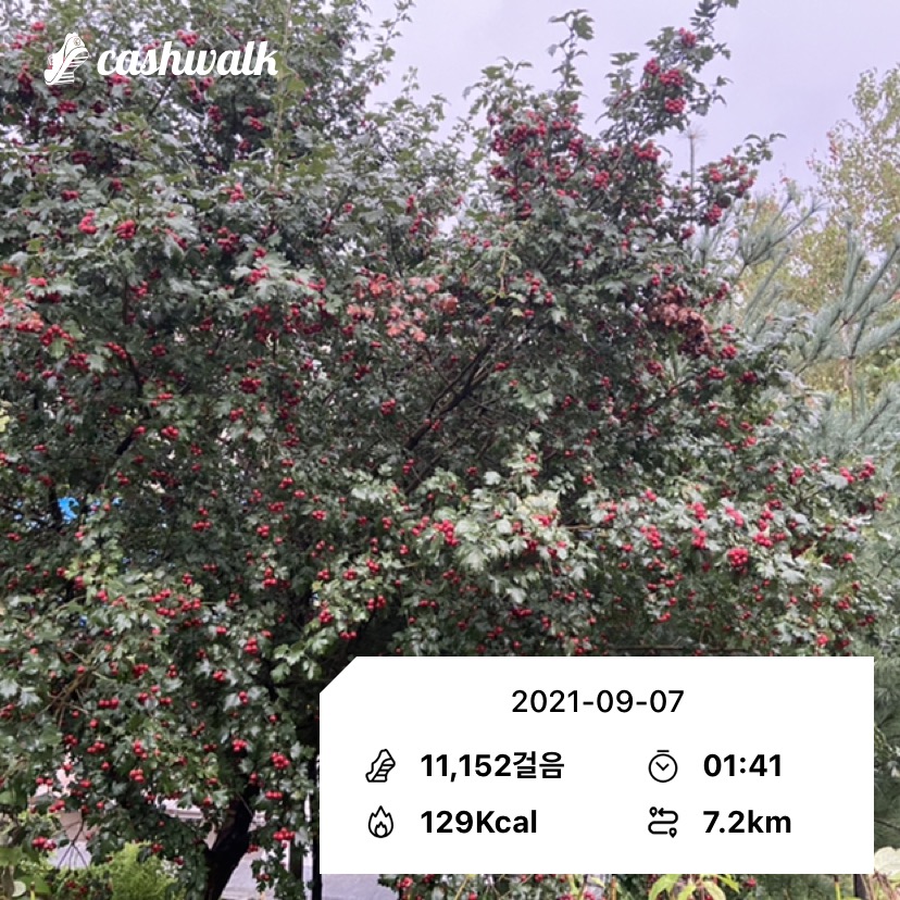  오늘은 11,152걸음