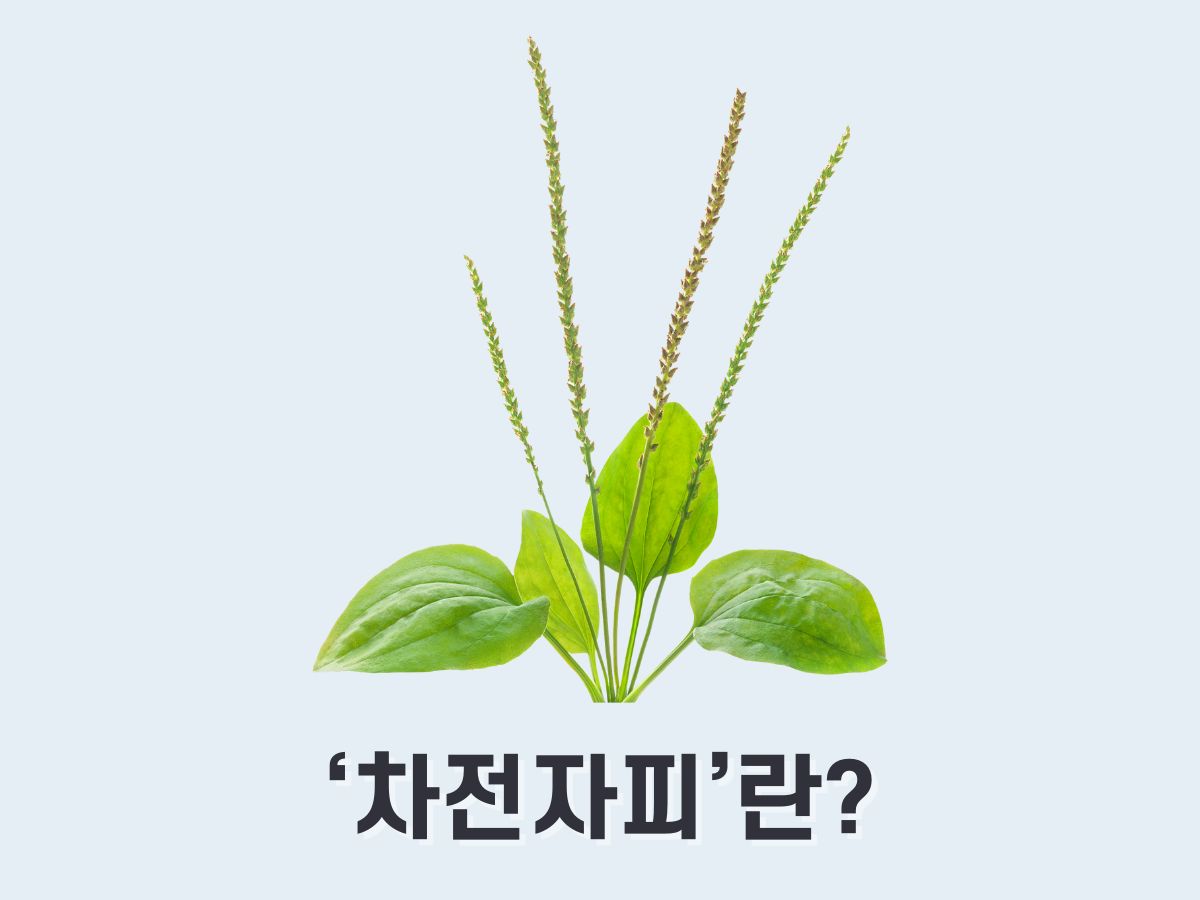 차전자피