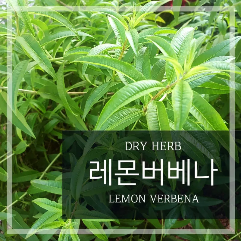 레몬버베나 효능 부작용 권장 섭취량_2