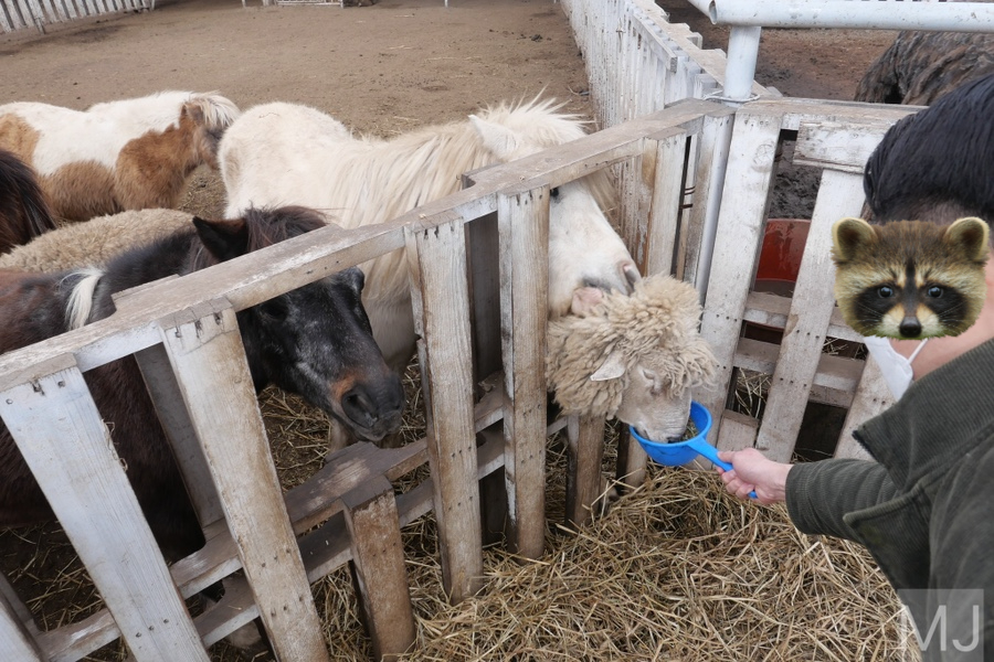 어린왕자 체험 in 감귤밭 카페 70