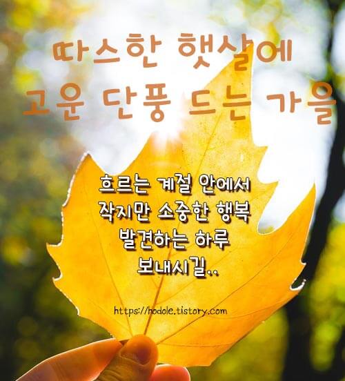 단풍-사진