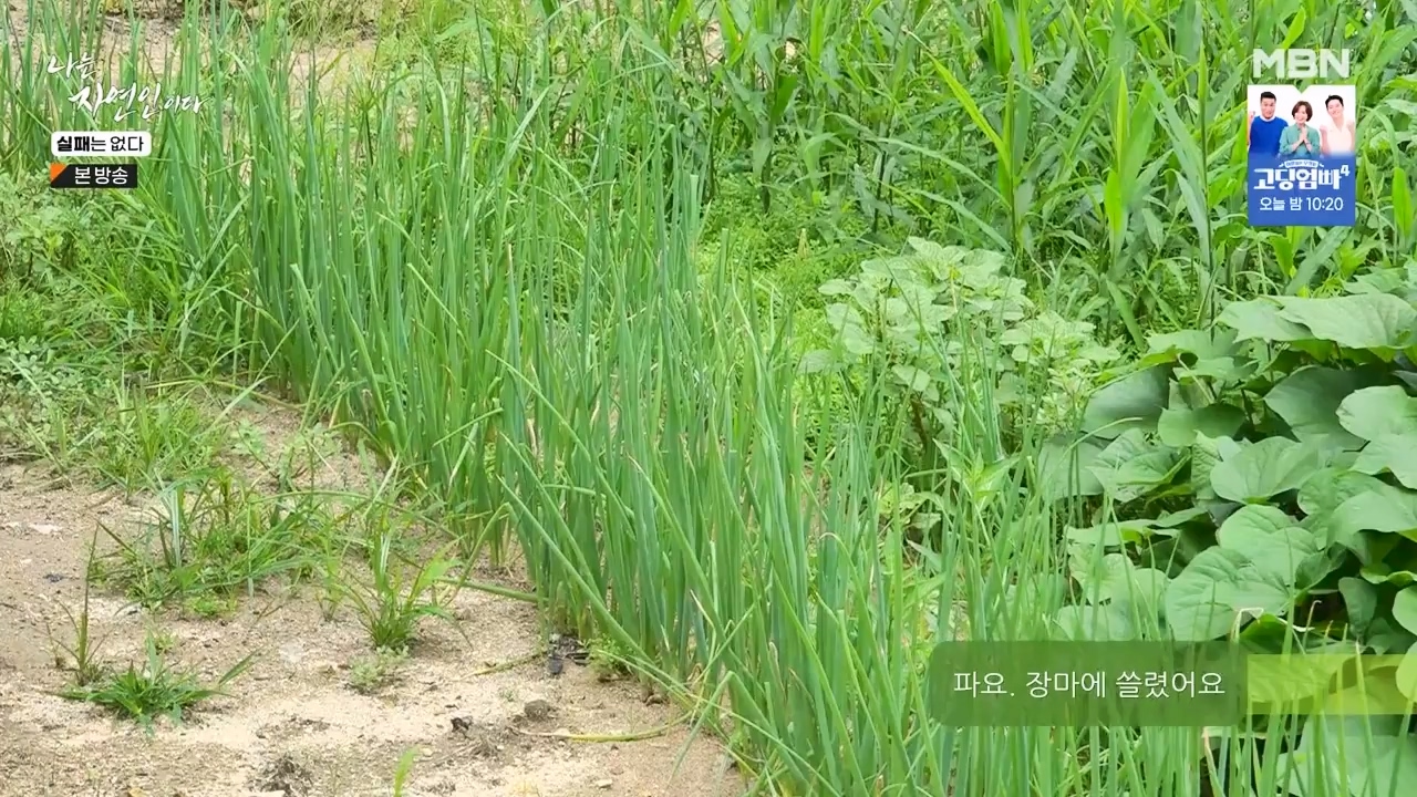 나는 자연인이다.E567.230817p-NEXT.mp4_20230817_202910.782.jpg
