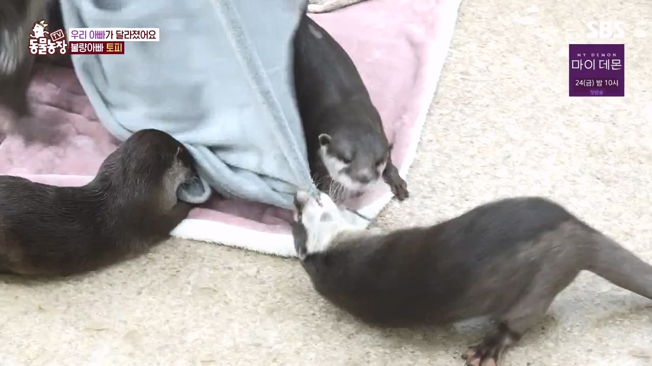 TV 동물농장.E1145.231113p-NEXT.mp4_20231112_173439.975.jpg