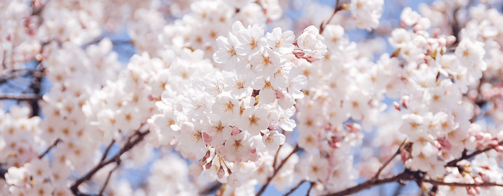 서울 벚꽃 명소 TOP 7: 벚꽃축제 및 벚꽃 개화시기