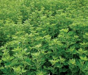 쑥의 효능 요리