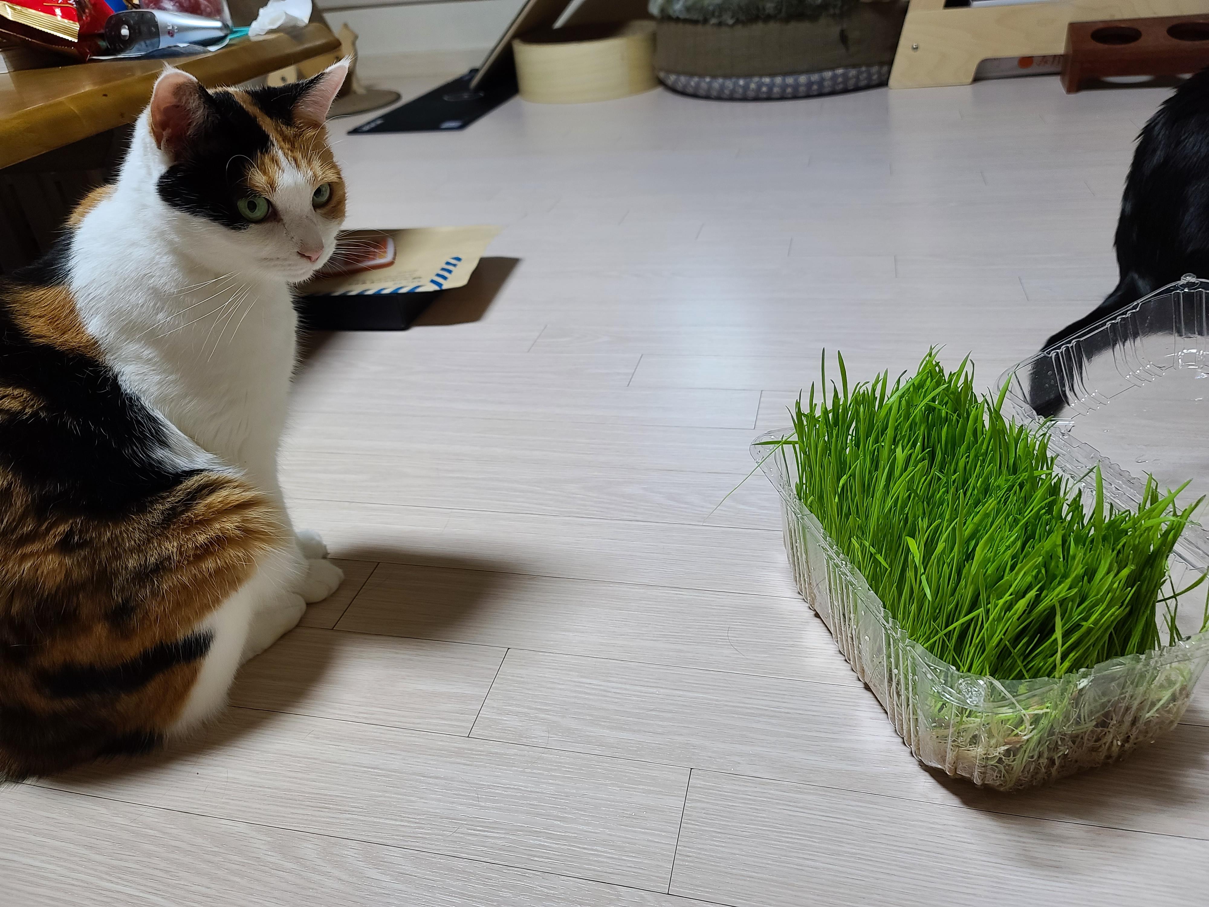 고양이 캣글라스 먹방 및 효능. 캣글라스를 대하는 아홉냥이들의 자세.