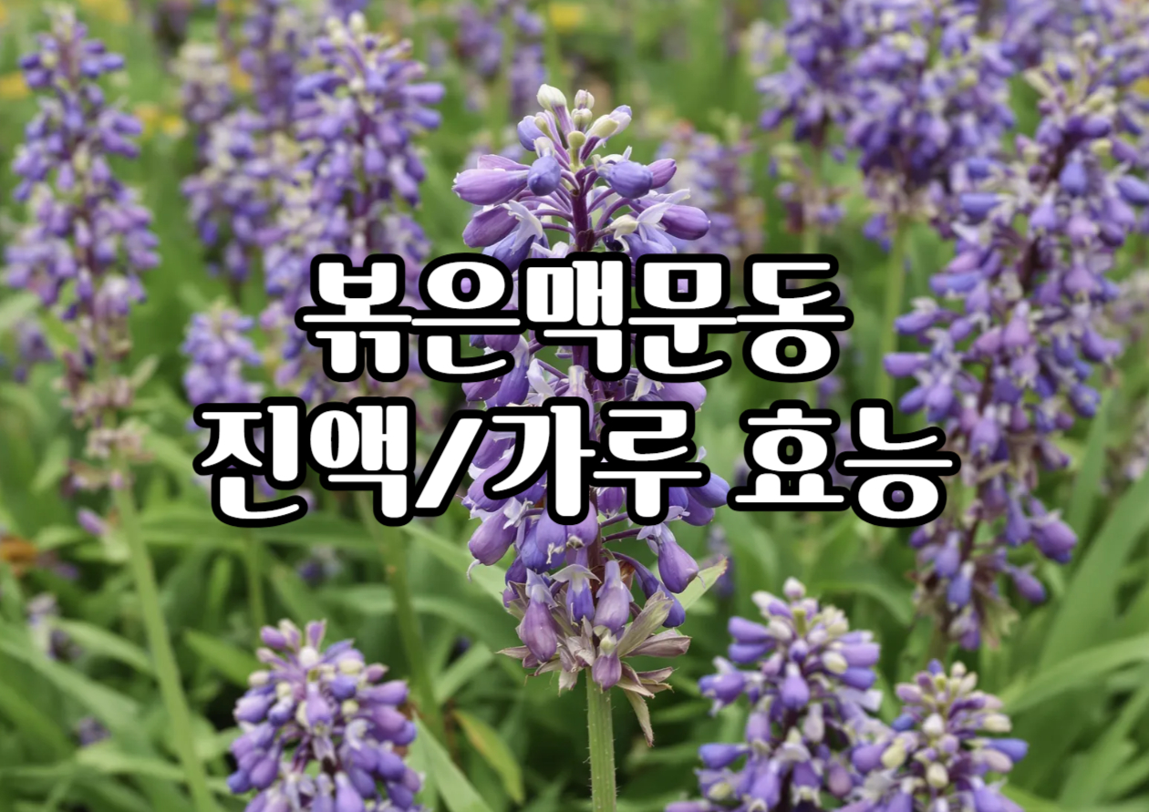 볶은맥문동효능 부작용 맥문동진액 가루 먹는법