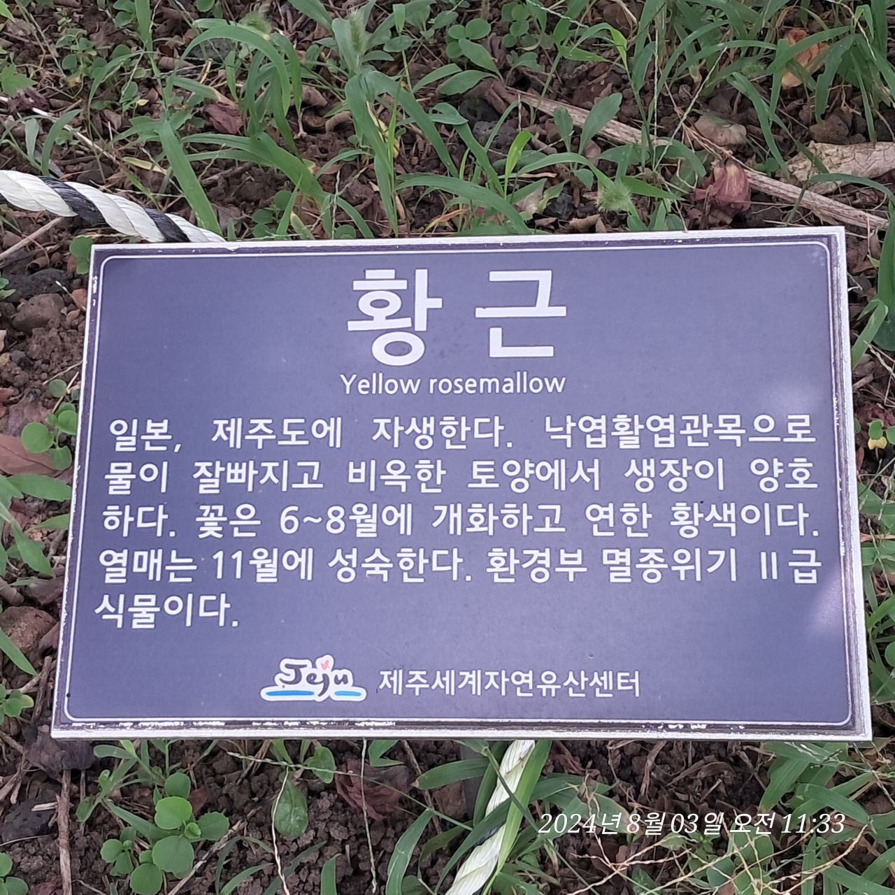 노랑무궁화_설명