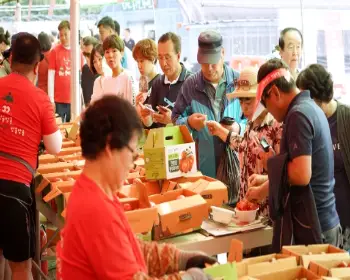 퇴촌 토마토 축제_14