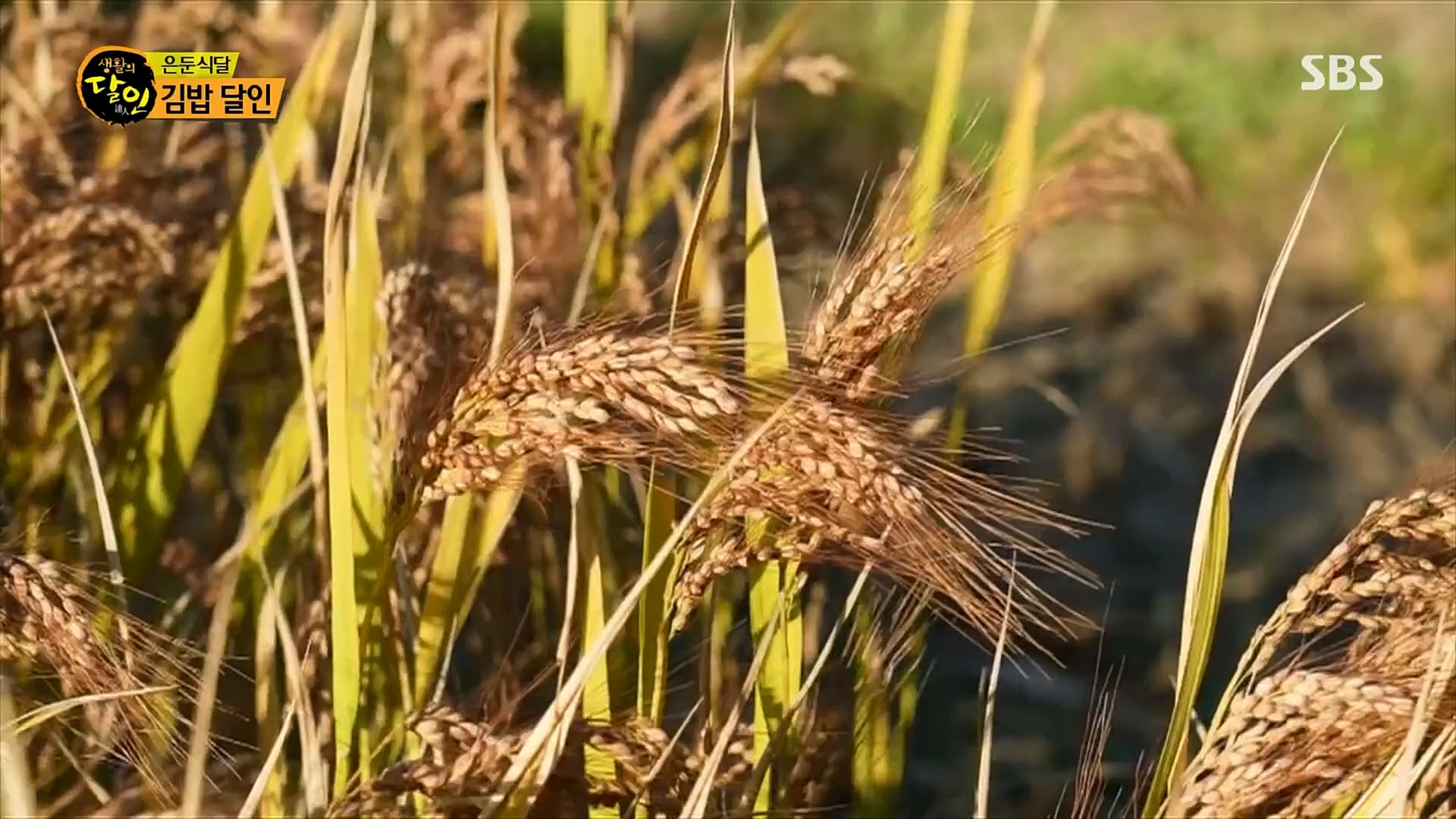 생활의 달인.E878.230227p.H264-F1RST.mp4_20230301_004450.147.jpg