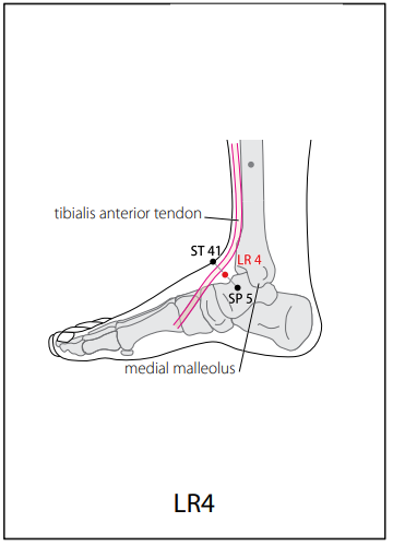 족궐음간경(LR) > LR4 중봉 (中封) 1