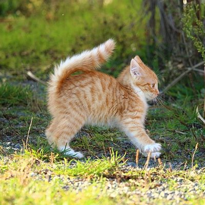 고양이 꼬리 흔들기 왜 부르르하고 탁탁일까? 고양이 꼬리 흔들기 왜 부르르하고 탁탁일까?