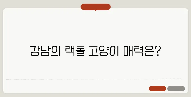 강남에서 성격 좋은 랙돌 고양이를 찾아보세요!