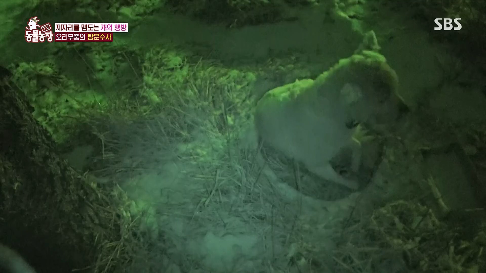 TV 동물농장.E1104.230115p.H264-F1RST.mp4_20230115_173215.419.jpg