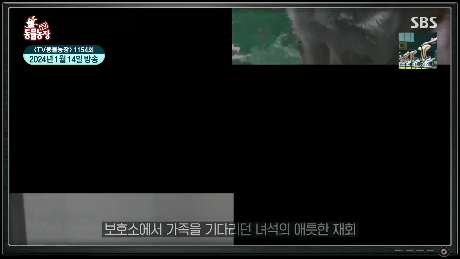 TV 동물농장.E1158.240211p.H264-F1RST.mp4_20240211_194049.805.jpg