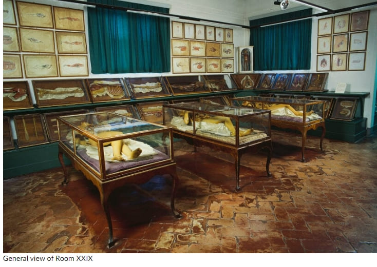 프라다&#44; 밀랍 모델을 해부하다 Fondazione prada and david cronenberg dissect female wax models for anatomy exhibition