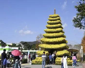 함평 국화축제_15