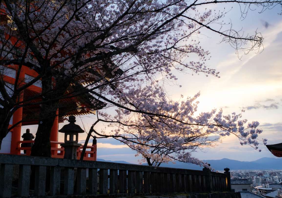 일본 벚꽃 개화시기 조폐국