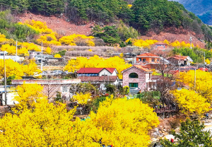 구례 산수유 개화상황