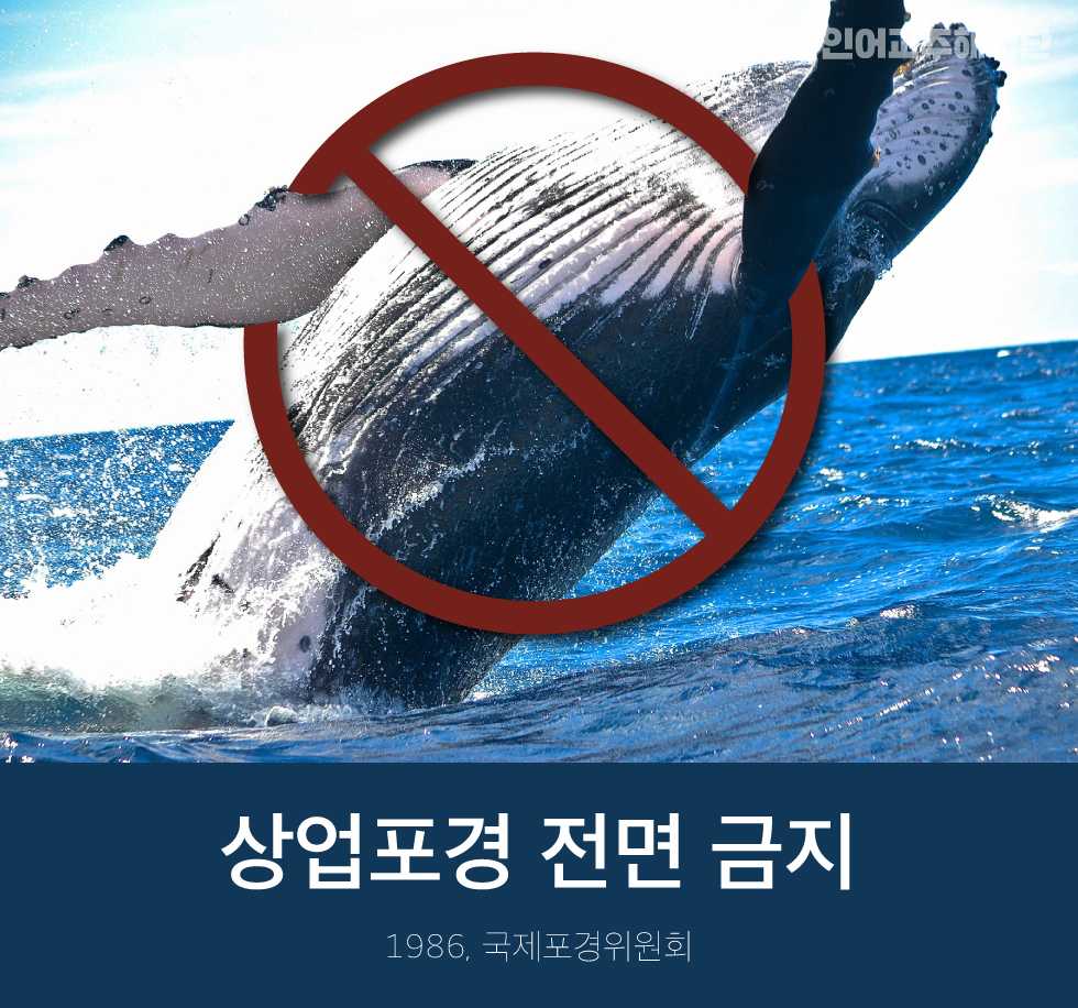 상업포경 전면금지