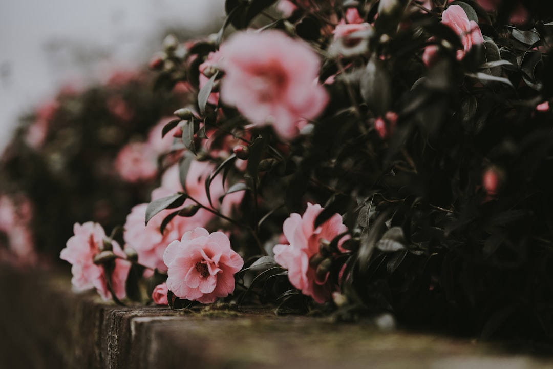 Camellia