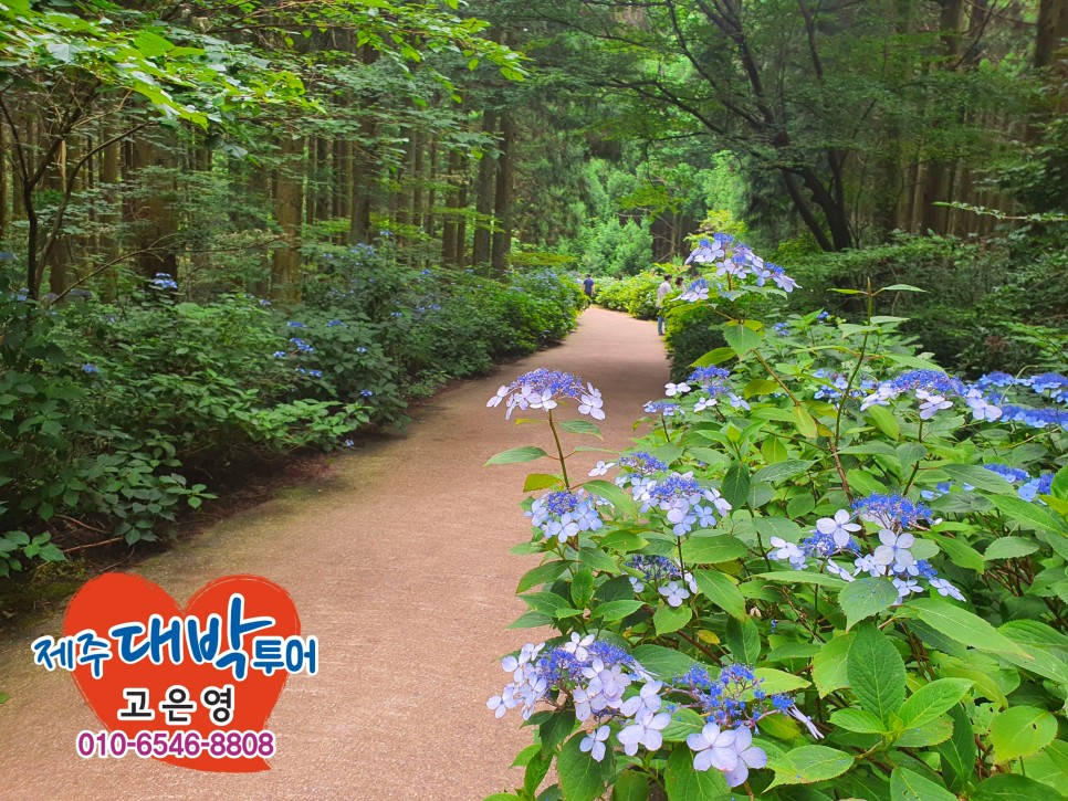 제주 여행사 추천 제주여행사 추천 인기 26
