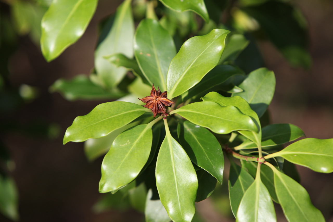 팔각회향 효능 부작용 붓순나무 열매 꽃말 차이