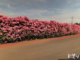 6월 제주도 가볼만한곳 10선 숨은 명소 맛집 코스_18