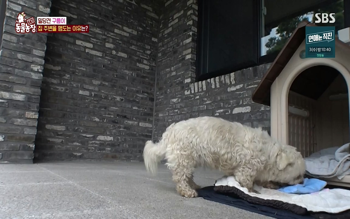 TV 동물농장.E1080.220732p-NEXT.mp4_20220731_174242.366.jpg