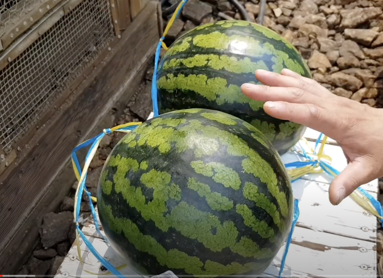 맛있는 수박 고르는 방법 소리들어보기