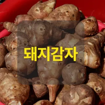 돼지감자 돼지감자차 효능 즙 먹는법 가루_18