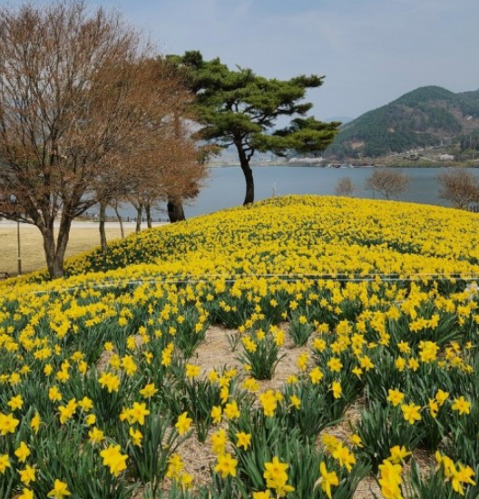 전국수선화명소