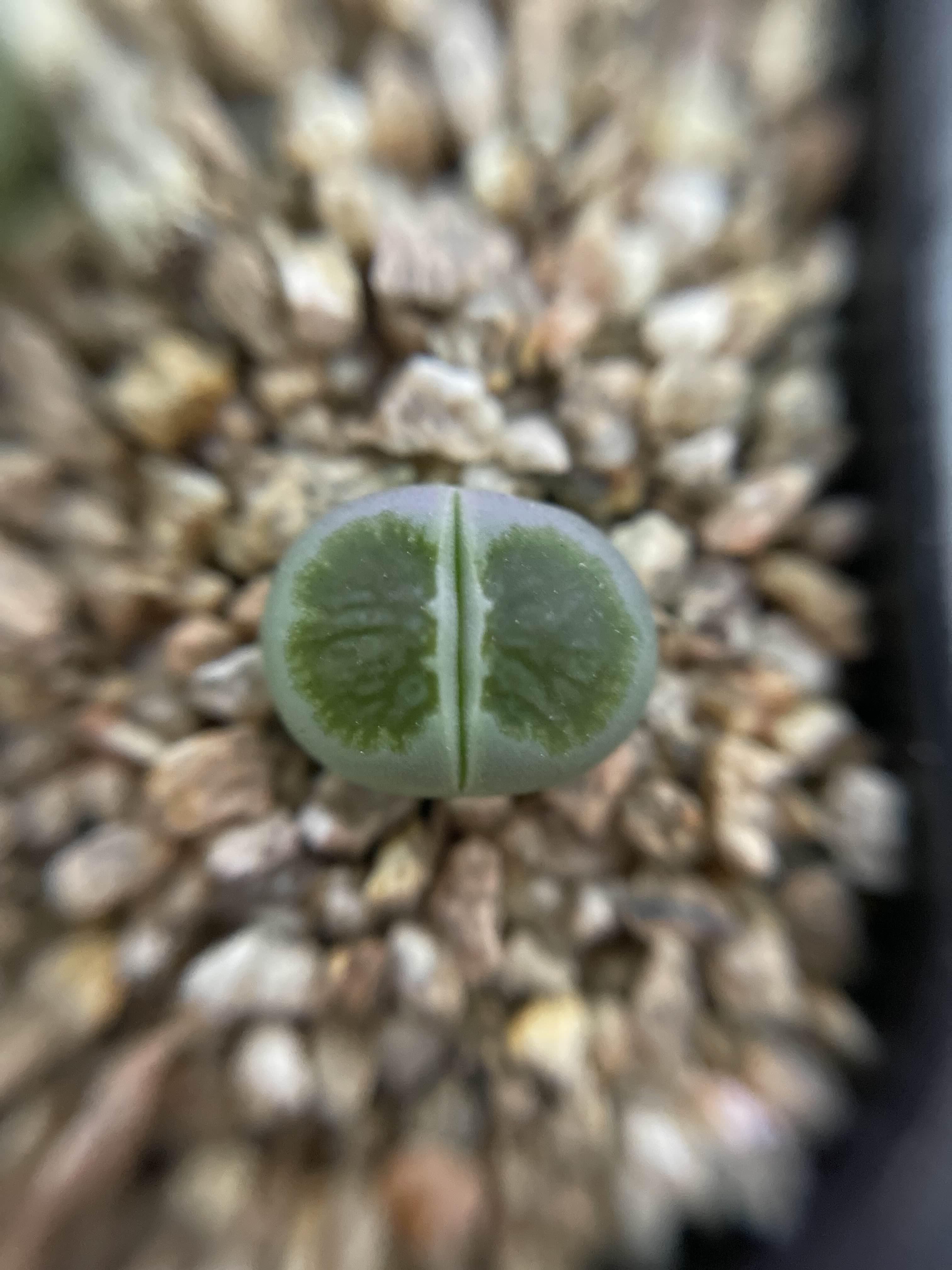  다육 리톱스 Lithops