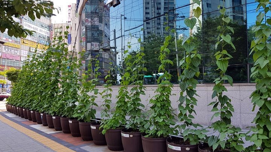 kbs1tv 다큐온 KBS1TV // 회천3동 생태그늘막 20