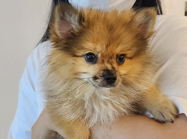 개를 입양했어요. 가마솥 산 유기견 보호 센터 귀여운 9