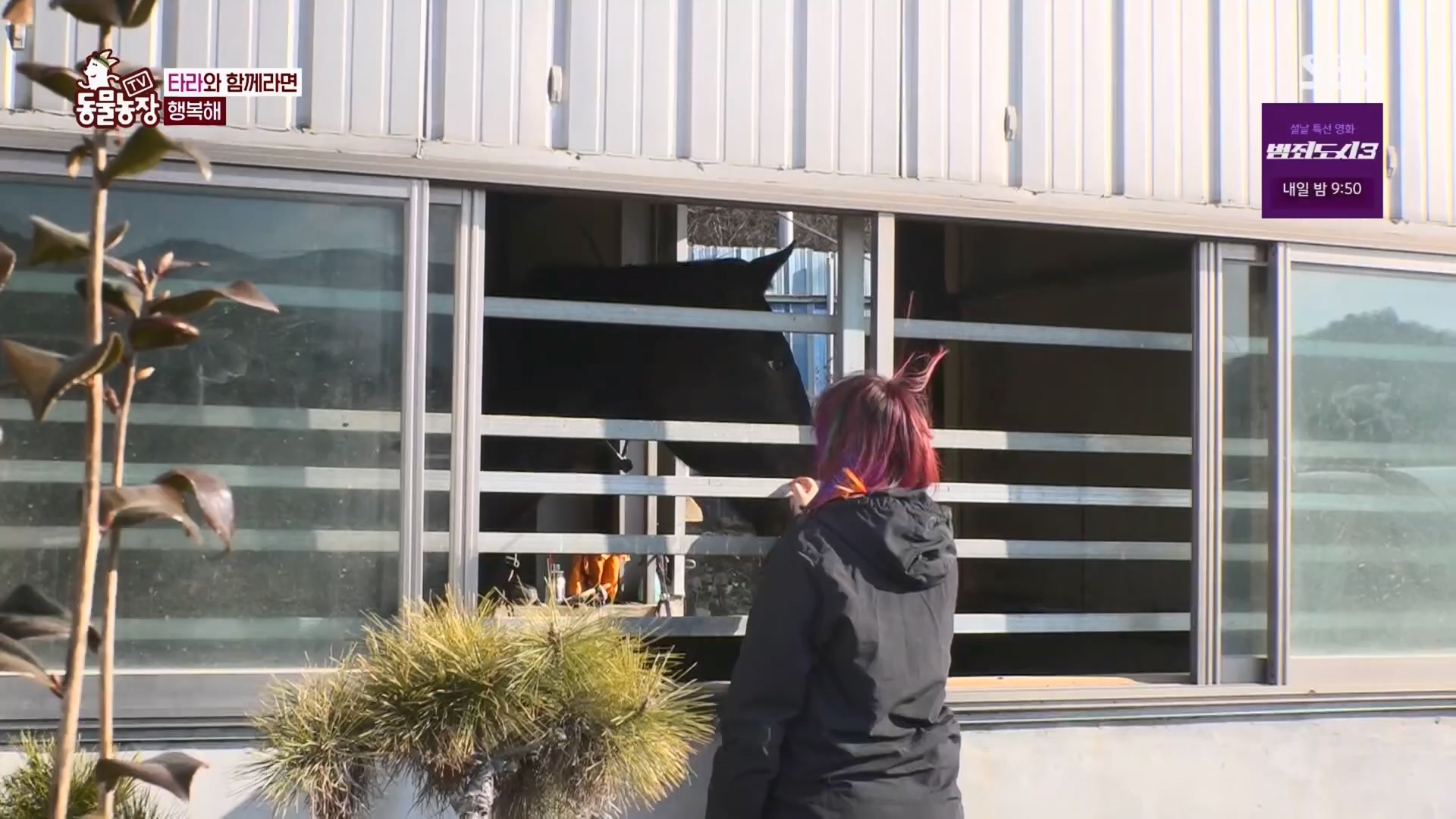 TV 동물농장.E1158.240211p.H264-F1RST.mp4_20240211_194100.820.jpg