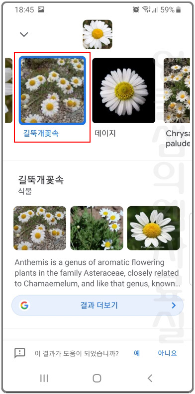 구글 포토 꽃 검색