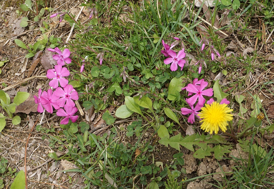 송우 이미지