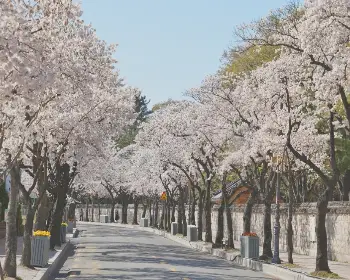 경주벚꽃축제_10